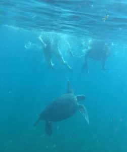 Underwater view of a sea turtle swimming below two snorkellers at the water’s surface, with sunlight filtering through the blue water.