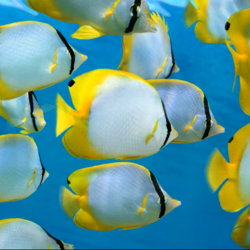 A group of yellow and white fish with black markings swim together in clear blue water. The background shows more fish and the water's surface.